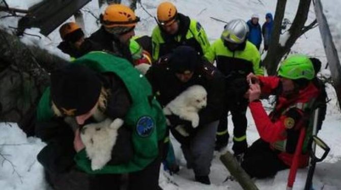 Il soccorso animali nel Codice della Protezione civile diventa legge