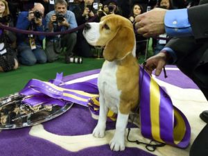 Mondofido World dog Show 3%C2%B0 classificato