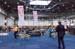 Mondofido World dog Show la gara