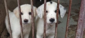 Mondofido canile di Roma e1516136253987