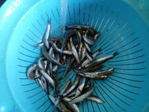 alici preparazione 1