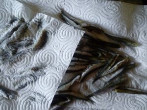 alici preparazione 2