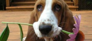 bassethound carattere NG1 e1515579589846