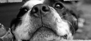 cane bn e1517347118462