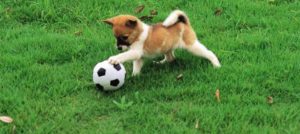 cane gioca calcio e1514973903677