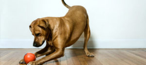 cane gioco con la pallina e1516366166676