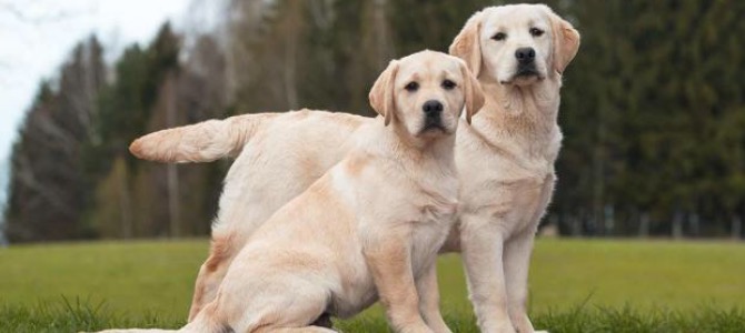 come riconoscere il primo calore del cane