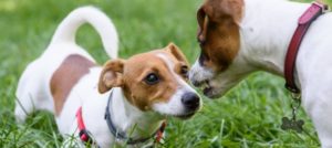 comunicazione cane spazio distanze 1500x929 e1516183475251