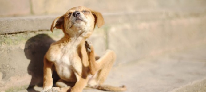 Allergie del cane: cosa sono e come si curano?