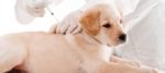 Quali sono i vaccini obbligatori per il cane?