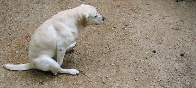 Ghiandole perianali del cane: cosa sono e come svuotarle