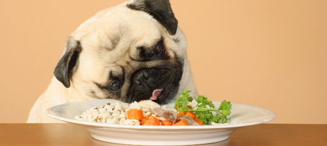 Meglio la dieta casalinga o l’alimentazione industriale per il cane?