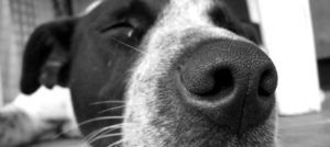 naso del cane e1515147164311