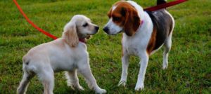 27 al guinzaglio i cani possono essere liberi di fare tutto ma in sicurezza e1517999479473