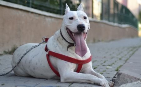 Dogo Argentino cane forte