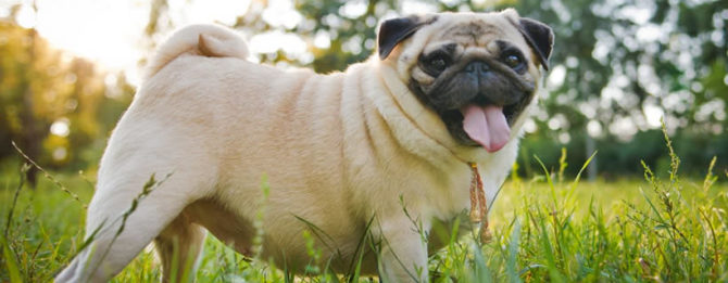 Gestione del peso del cane