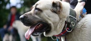 Il cane più forte del mondo esiste davvero