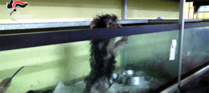 Mondofido Allevamento sequestro 1 e1517842358839