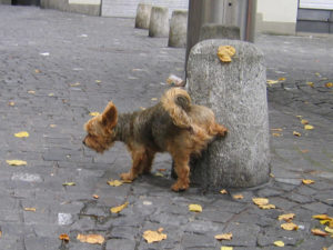 Mondofido Bisogni del cane