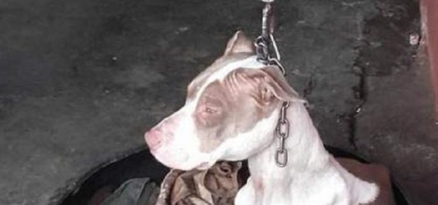 La storia di Cala giovane pitbull salvata dalle catene