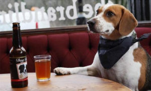 Mondofido Cane al Bar