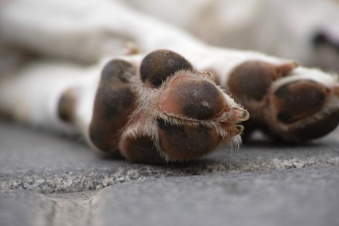 Mondofido Cane avvelenato a Sciacca e1518798405680