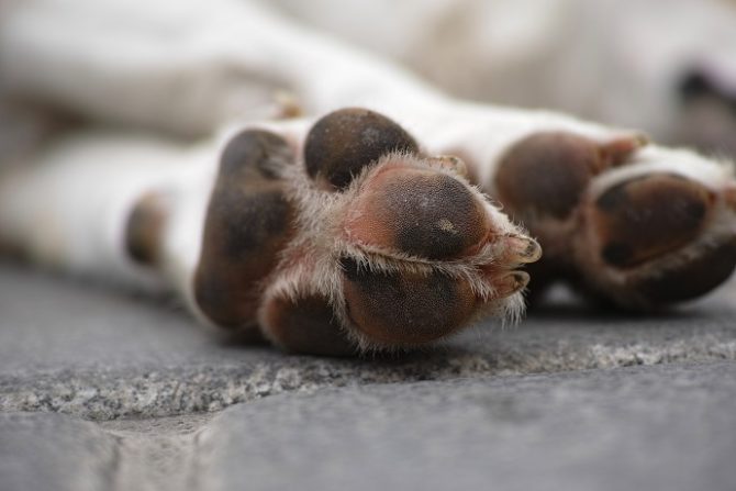 Polpette avvelenate, uccisi 15 cani randagi a Sciacca