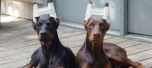 Mondofido Cane con le orecchie tagliate per fini estetici 1 e1518695683590