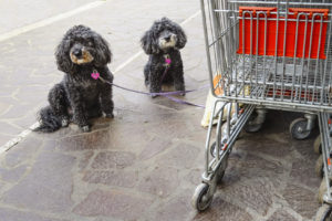 Mondofido Cani fuori dal supermercato