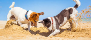 Mondofido Cani in spiaggia e1518176209506