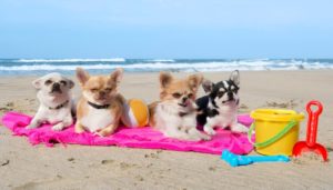 Mondofido Cani in spiaggia sotto il sole