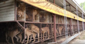 Mondofido Cani prigionieri in Corea del Sud