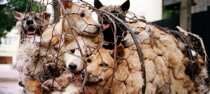 Petizione contro il consumo di carne di cane in Corea del Sud