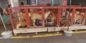 Mondofido Consumo di carne di cane in Corea