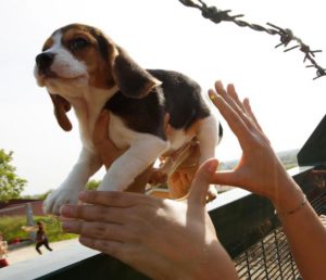 Un cucciolo di Beagle viene salvato da alcuni animalisti entrati nell'allevamento Green Hill di Montichiari, Brescia, 28 aprile 2012.
 ANSA/FILIPPO VENEZIA