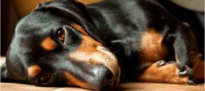 Mondofido Hospice per cani in difficoltà e1518517471663