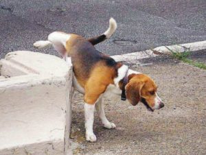 Mondofido Pip%C3%AC del cane in strada