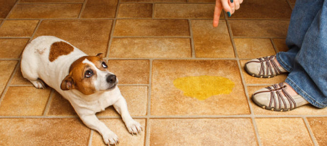 A Chiavari bottiglia acqua per pulire la pipì dei cani