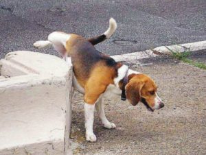 Mondofido Pipì del cane in strada