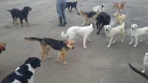 Mondofido Randagi a Nardò