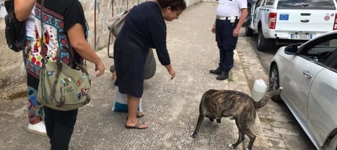 Adottato a Nardò il cane di nome “Lupo”