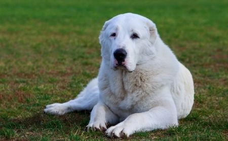 alabai cane più resistente