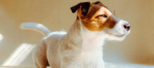 cane calmo che vi aspetta casa vicino alla finestra 62518784 e1518606948710