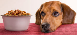 cane e crocchette mondofido e1519583514239