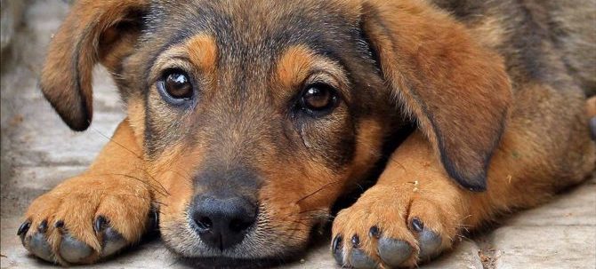 Un penny per i suoi pensieri : la memoria del cane.