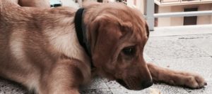 cane intimorito e1519211962316