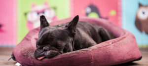 cane nella cuccia e1519389323594