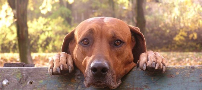 cane tristezza panchina 132434 1 e1517565922944