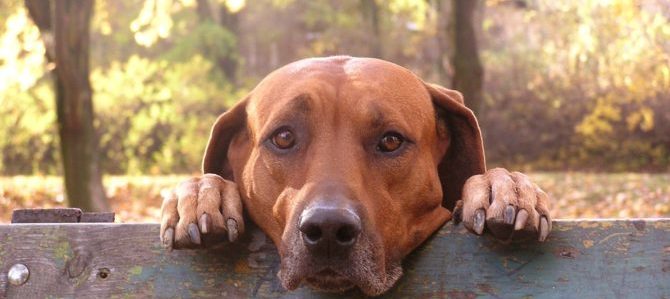 Amore e perdita, quando dobbiamo fare i conti con il lutto.