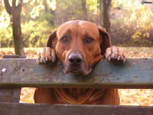 cane tristezza panchina 132434